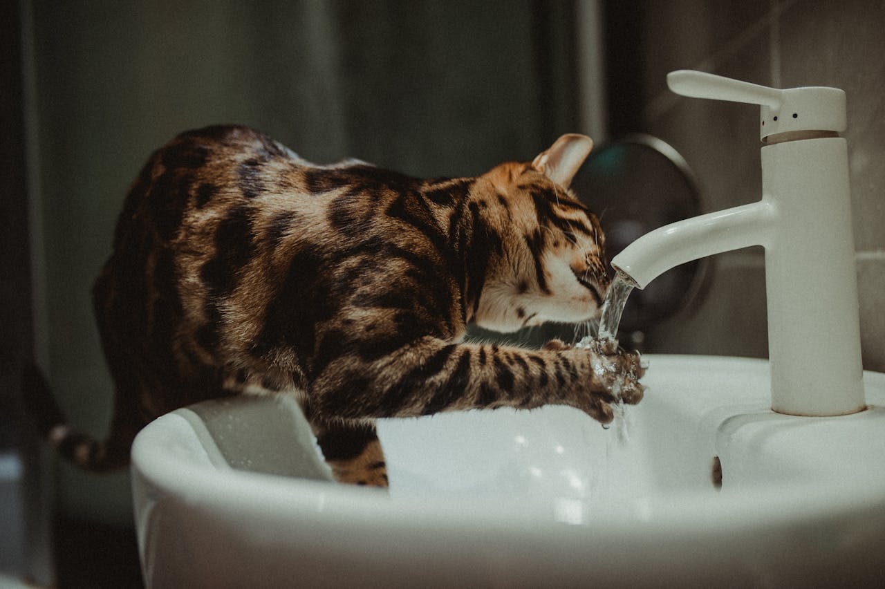 hidratación gatos